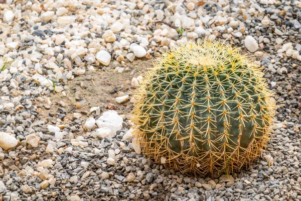 Cacti Crescer Entre Fundo Verde — Fotografia de Stock