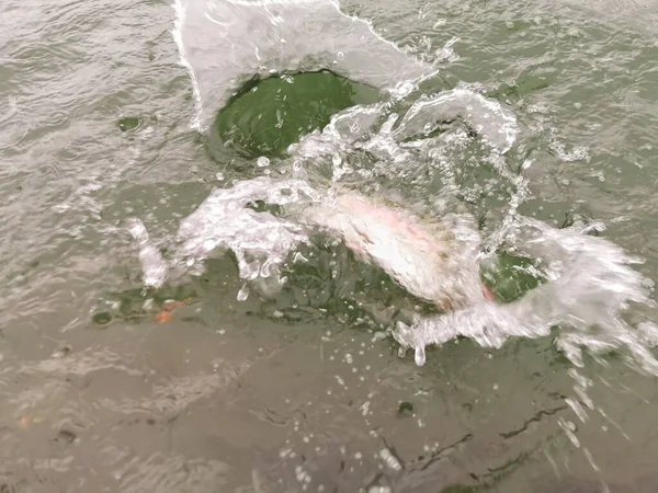 Pesca Truta Fundo Pesca Natureal — Fotografia de Stock