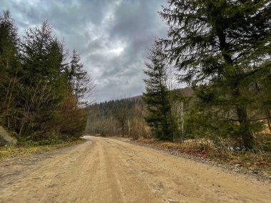 Güzel dağ ormanı manzarası