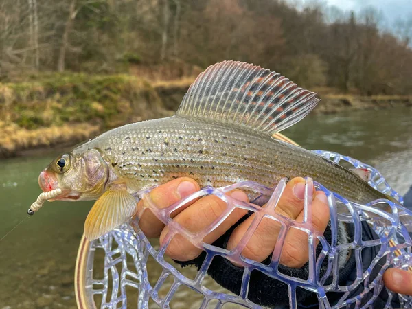 Catching Grayling Mountain River — Stock Photo, Image