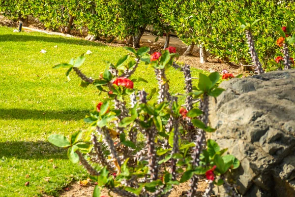 Bellissimo Giardino Arte Paesaggio Design Sfondo — Foto Stock