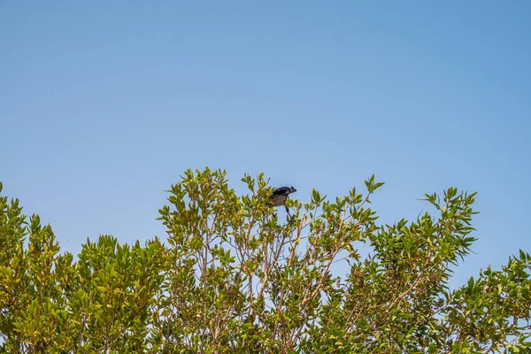 Corbeau Assis Sur Fond Branche Nature — Photo