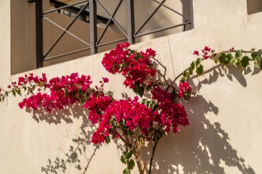 Arap tarzı mimari, güzel evler.