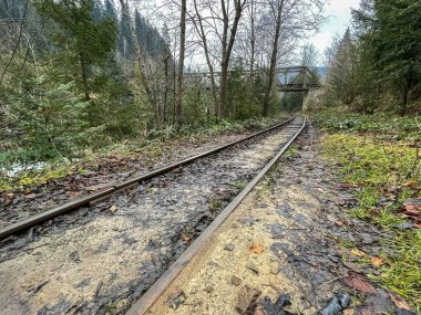 Güzel dağ ormanı manzarası
