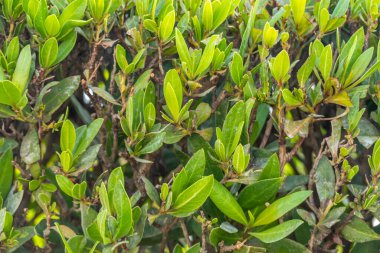 Yeşil çalılar ve yapraklar, güzel arka plan.