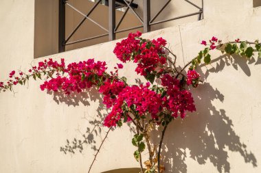 Arap tarzı mimari, güzel evler.