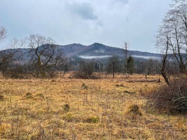 Güzel dağ ormanı manzarası