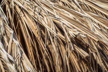 Kuru Avuç Yaprakları Arkaplan DokusuName