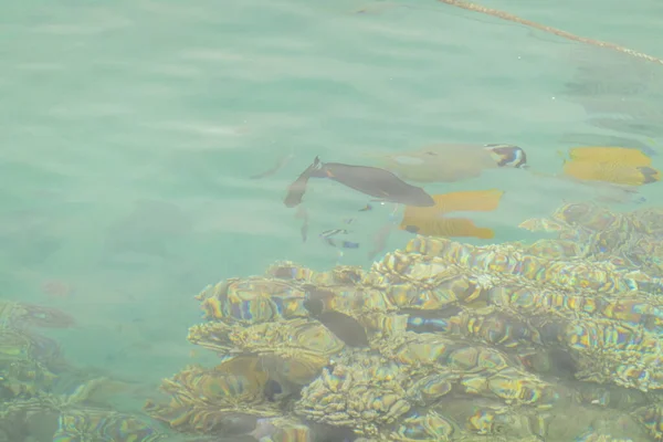 Hermoso Mar Con Peces Coral —  Fotos de Stock