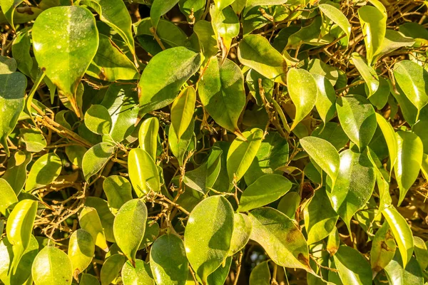 Grüner Strauch Und Blätter Schöner Hintergrund — Stockfoto