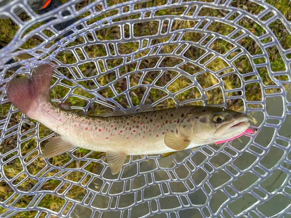 Pesca Alla Trota Fondo Pesca Naturale — Foto Stock