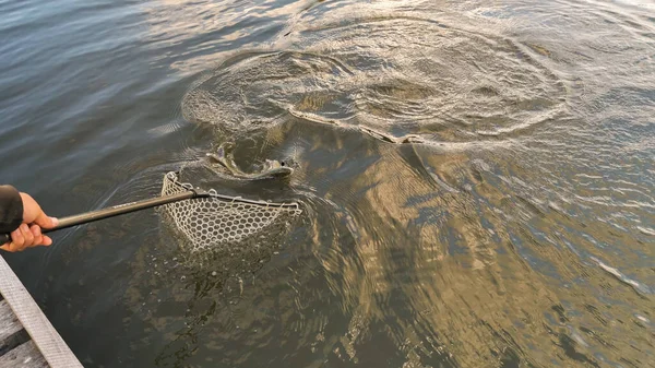 Pesca Del Luccio Nel Lago — Foto Stock