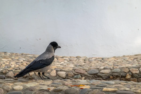 Corbeau Assis Sur Fond Branche Nature — Photo