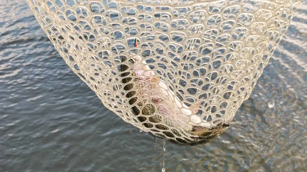 Forellenfischen Natureal Fischerei Hintergrund — Stockfoto