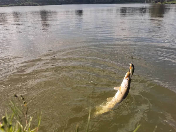 Pesca Lúcio Lago — Fotografia de Stock