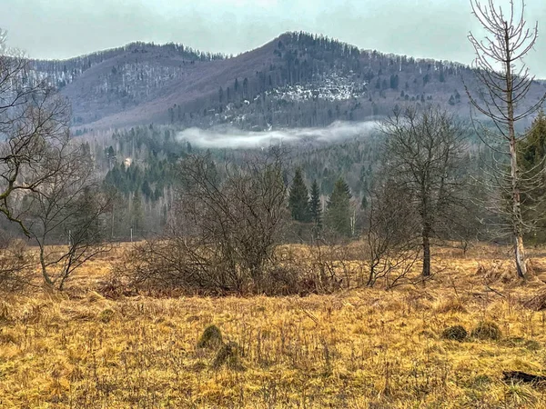 Mooie Berg Bos Landschap Achtergrond — Stockfoto