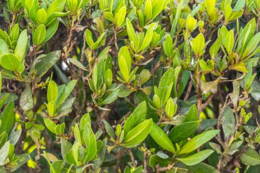 Yeşil çalılar ve yapraklar, güzel arka plan.