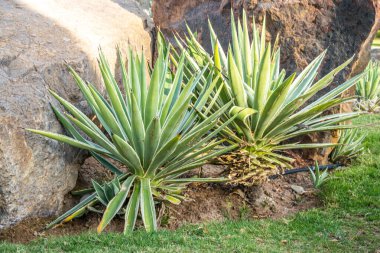 Kaktüsler yeşillik arka planında büyür