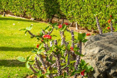 Güzel bahçe sanatı, manzara tasarımı arka plan