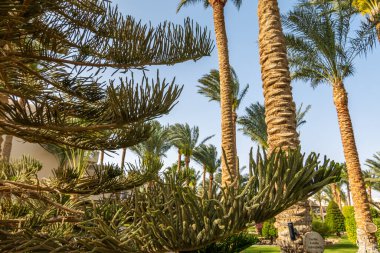 Kaktüsler yeşillik arka planında büyür