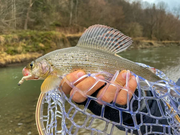 Catching Grayling Mountain River — Stock Photo, Image