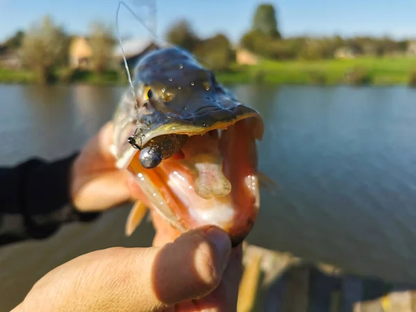 Fiske Efter Gädda Sjön — Stockfoto