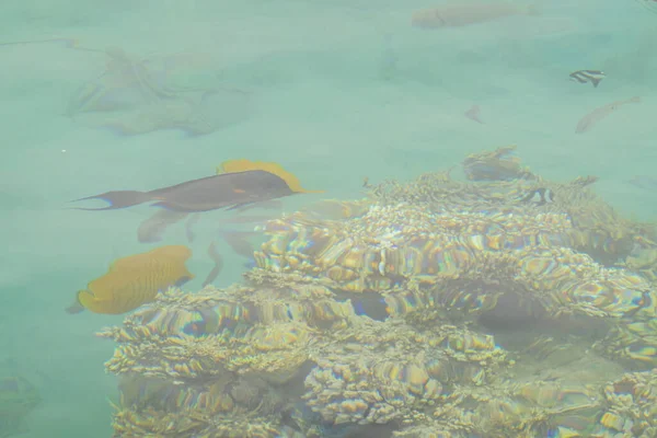 サンゴの魚と美しい海 — ストック写真