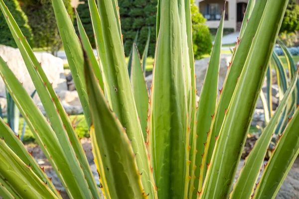 Cacti Crescer Entre Fundo Verde — Fotografia de Stock