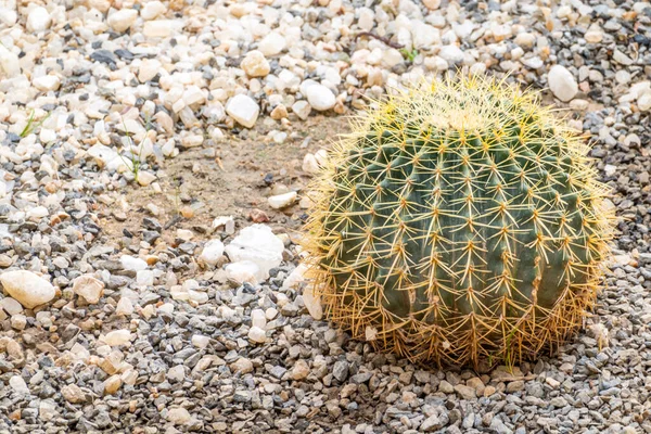 Cacti Crescer Entre Fundo Verde — Fotografia de Stock