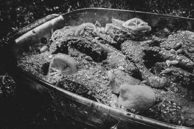 Izgara arka planında sazan balığı pişirme