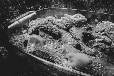 Izgara arka planında sazan balığı pişirme