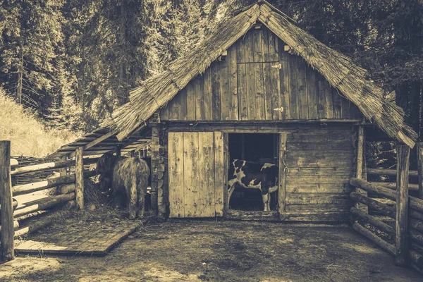 Kühe Grasen Hochland — Stockfoto