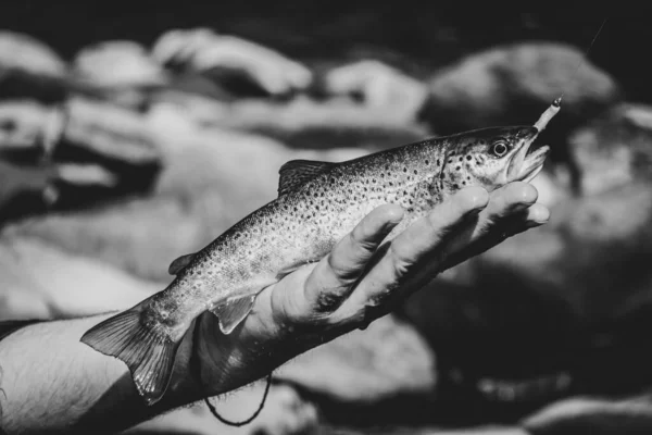 Риболовля Форелі Гірській Річці — стокове фото