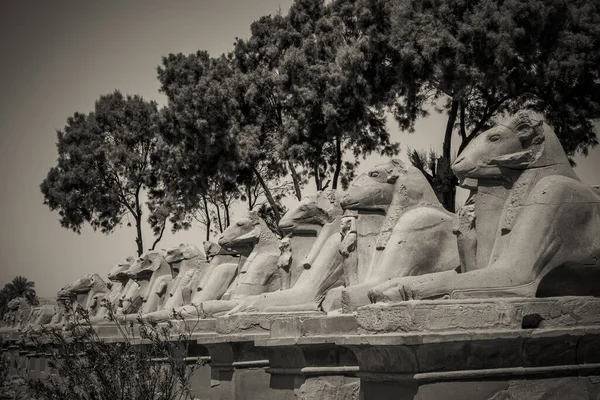 Starověké Památky Egypta Karnakův Chrám — Stock fotografie