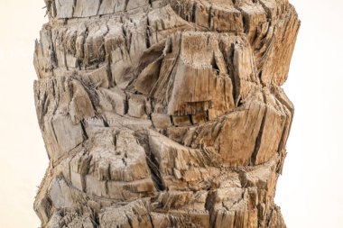 Ağaç kabuğunun yakın plan görüntüsü 