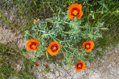 Kapadokya 'nın Kashin kasabası yakınlarında olağanüstü bir doğa.