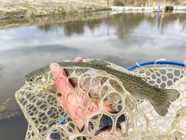 Trout Fishing Lake Background — Stock Photo, Image