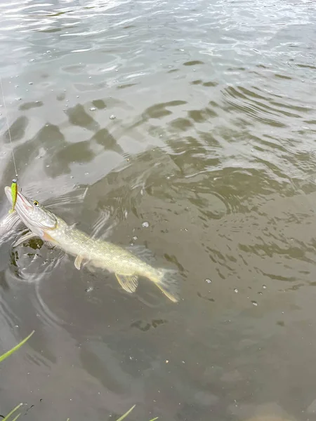 Pêche Brochet Sur Fond Lac — Photo