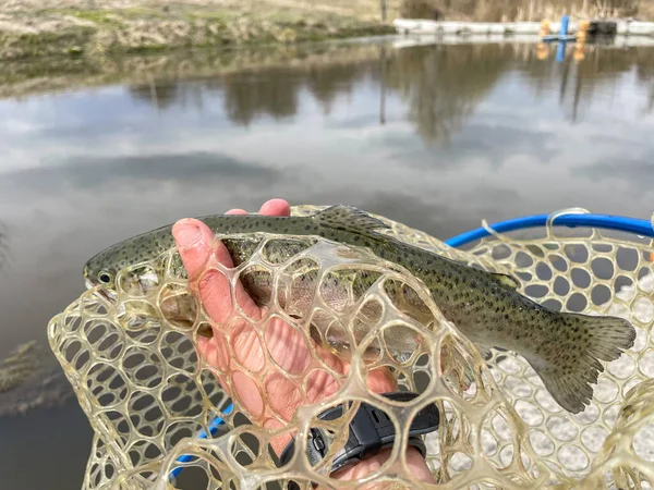 Pesca Alla Trota Sullo Sfondo Del Lago — Foto Stock