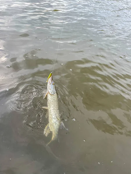 Pesca Del Luccio Sullo Sfondo Del Lago — Foto Stock