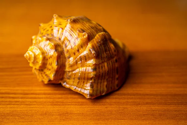 Conchas Bonitas Fundo Madeira — Fotografia de Stock