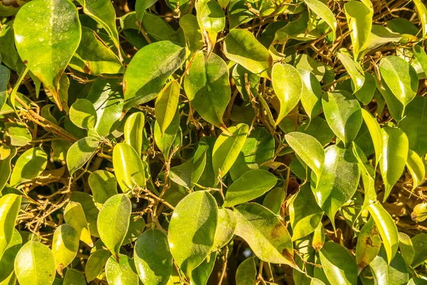 Arbusto Verde Hojas Hermoso Fondo — Foto de Stock