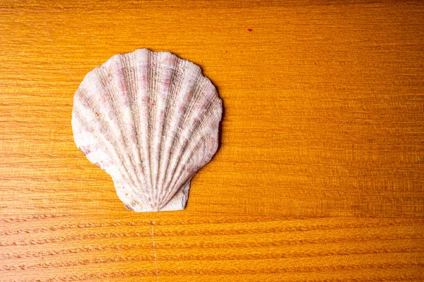 Hermosas Conchas Marinas Sobre Fondo Madera —  Fotos de Stock