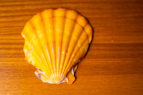 Hermosas Conchas Marinas Sobre Fondo Madera —  Fotos de Stock