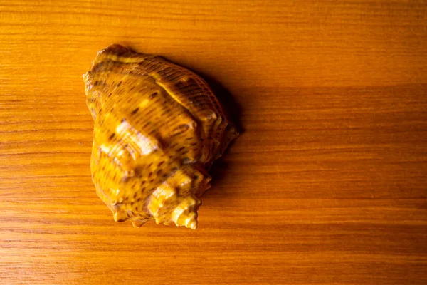 Hermosas Conchas Marinas Sobre Fondo Madera —  Fotos de Stock