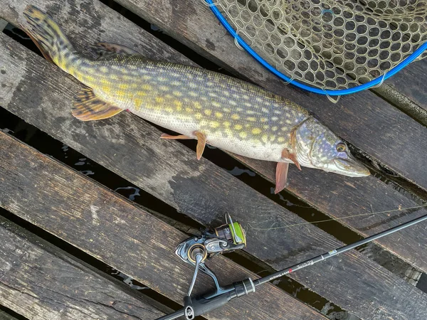 Pêche Brochet Sur Fond Lac — Photo