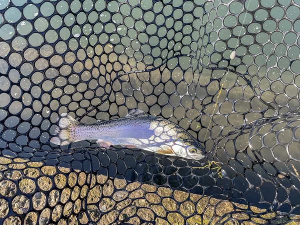 Trout Fishing Lake Background — Stock Photo, Image