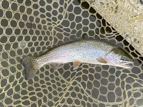 Pesca Alla Trota Sullo Sfondo Del Lago — Foto Stock