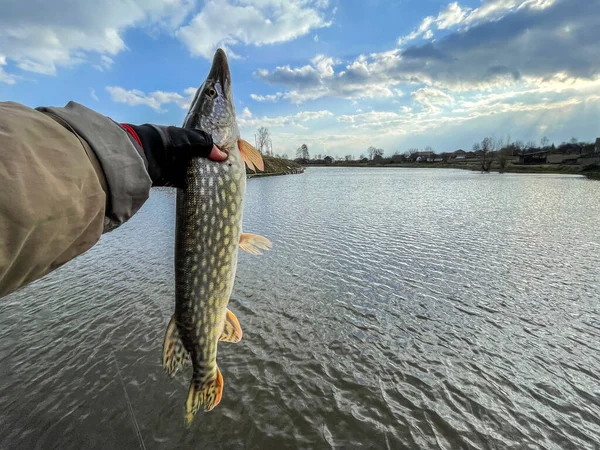 Pesca Del Luccio Sullo Sfondo Del Lago — Foto Stock