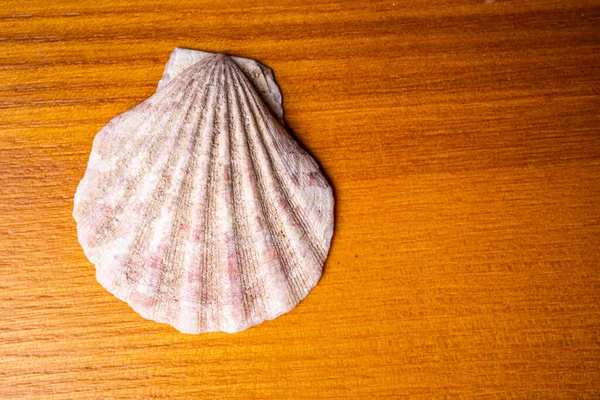 Schöne Muscheln Auf Holzgrund — Stockfoto